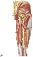 Guided Tour: Arteries of Thigh: Posterior View