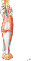 Guided Tour: Muscles of Leg: Superficial Part of Posterior Compartment (Partial Dissection)