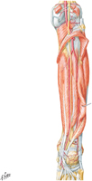 Guided Tour: Muscles of Leg: Deep Part of Posterior Compartment