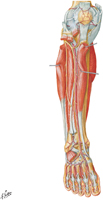 Guided Tour: Vessels and Nerves of Leg: Anterior View